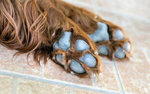 Dog paws, which cause pet odor