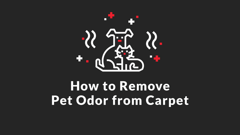 How to Remove Pet Odor from Carpet