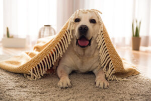Image of dog rolling around on carpet, causing hard to remove pet odors